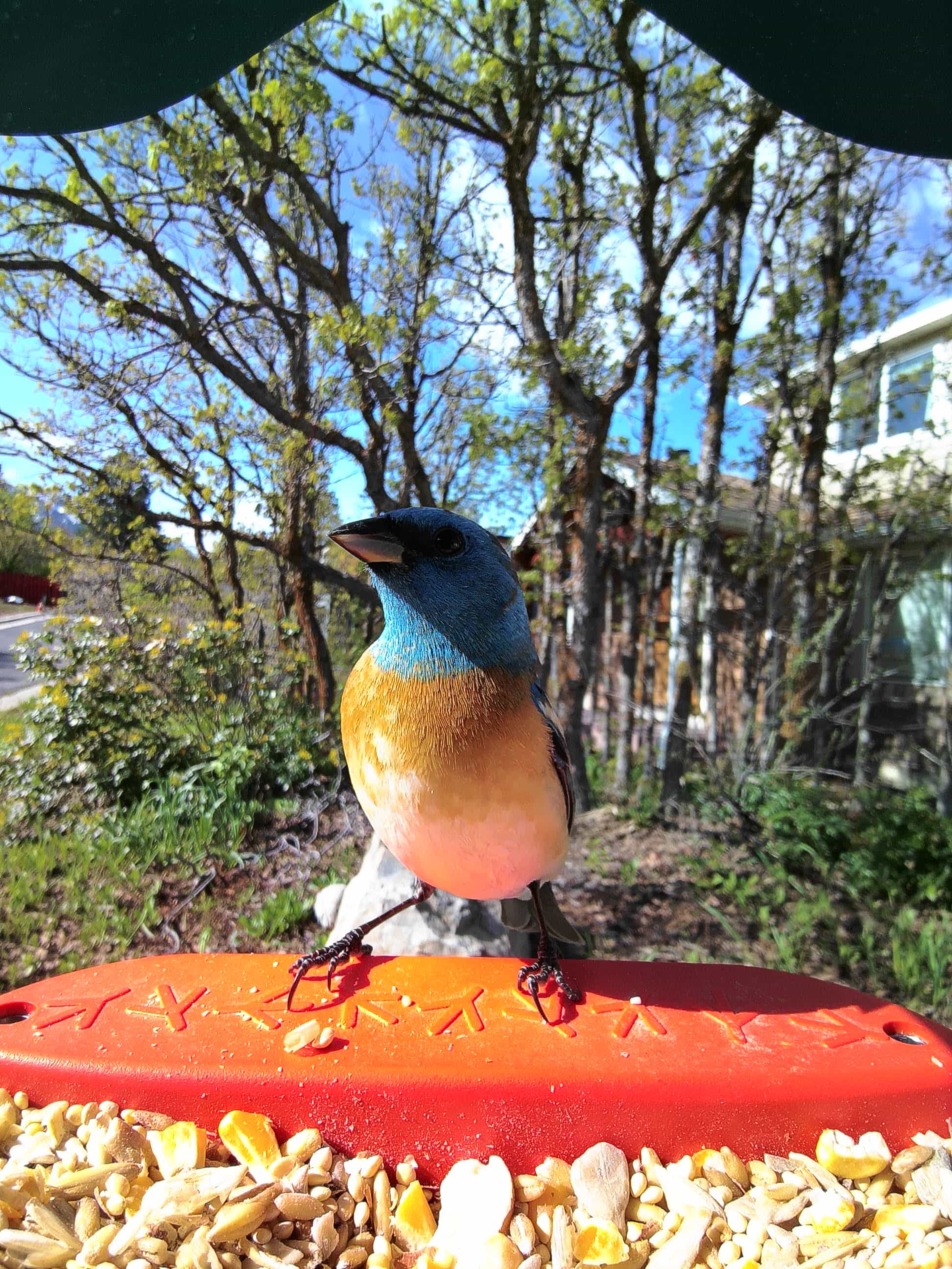 工芸品 milktea birds  Bunting Bunting Gifts